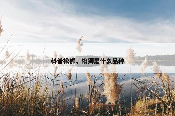 科普松狮，松狮是什么品种