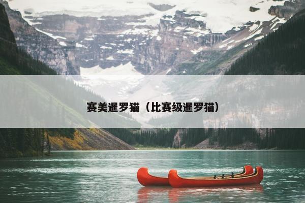 赛美暹罗猫（比赛级暹罗猫）