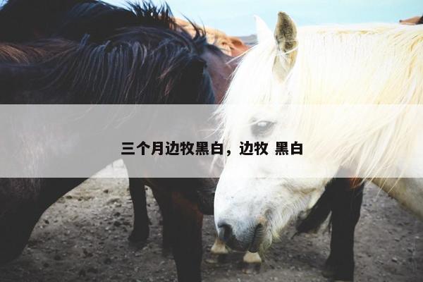 三个月边牧黑白，边牧 黑白