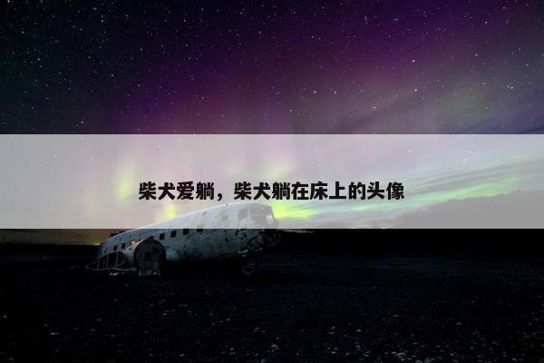 柴犬爱躺，柴犬躺在床上的头像