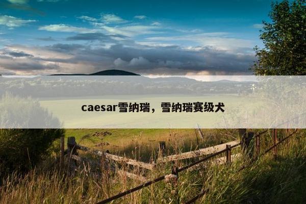 caesar雪纳瑞，雪纳瑞赛级犬