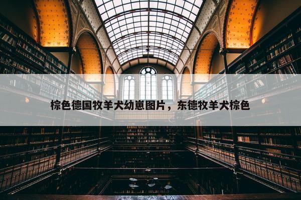 棕色德国牧羊犬幼崽图片，东德牧羊犬棕色
