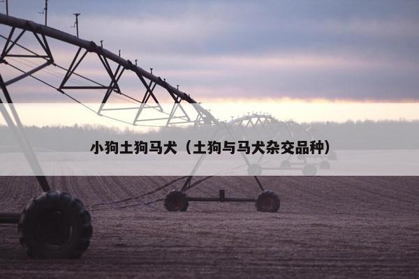 小狗土狗马犬（土狗与马犬杂交品种）
