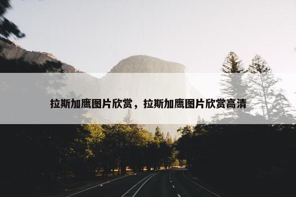 拉斯加鹰图片欣赏，拉斯加鹰图片欣赏高清