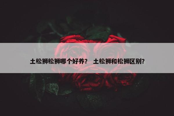 土松狮松狮哪个好养？ 土松狮和松狮区别？