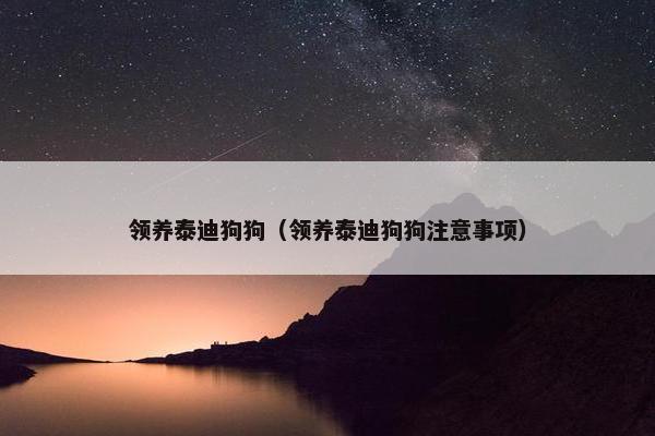 领养泰迪狗狗（领养泰迪狗狗注意事项）