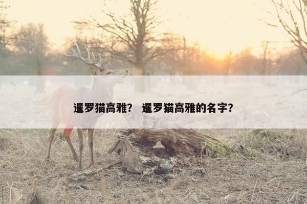 暹罗猫高雅？ 暹罗猫高雅的名字？