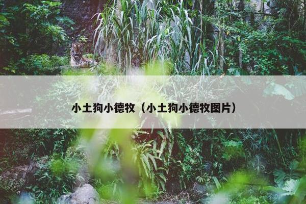 小土狗小德牧（小土狗小德牧图片）