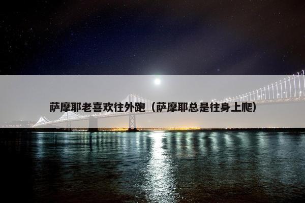 萨摩耶老喜欢往外跑（萨摩耶总是往身上爬）