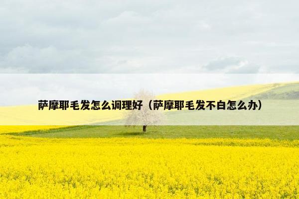 萨摩耶毛发怎么调理好（萨摩耶毛发不白怎么办）
