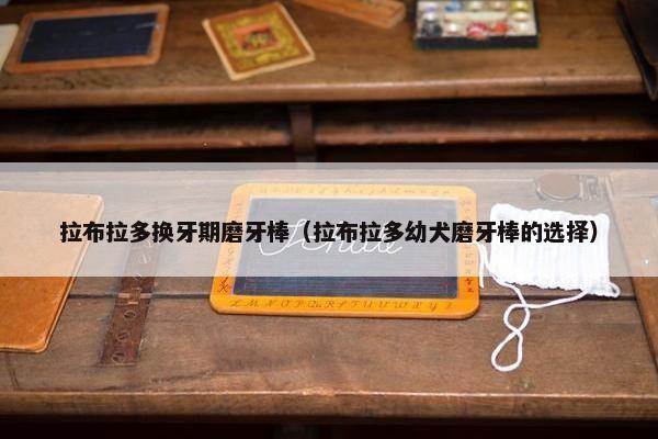 拉布拉多换牙期磨牙棒（拉布拉多幼犬磨牙棒的选择）