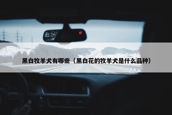 黑白牧羊犬有哪些（黑白花的牧羊犬是什么品种）