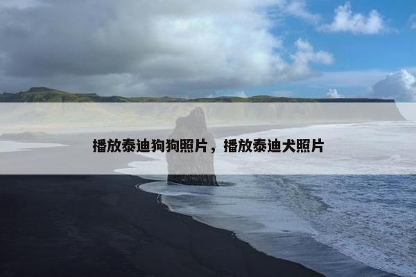 播放泰迪狗狗照片，播放泰迪犬照片