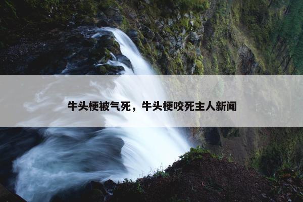 牛头梗被气死，牛头梗咬死主人新闻