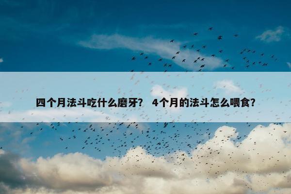 四个月法斗吃什么磨牙？ 4个月的法斗怎么喂食？