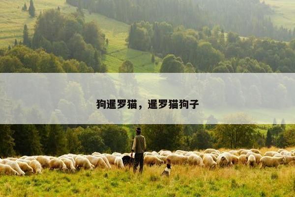 狗暹罗猫，暹罗猫狗子