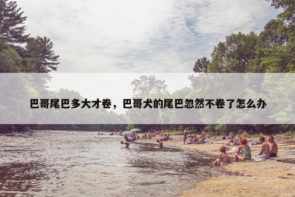 巴哥尾巴多大才卷，巴哥犬的尾巴忽然不卷了怎么办