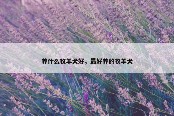 养什么牧羊犬好，最好养的牧羊犬