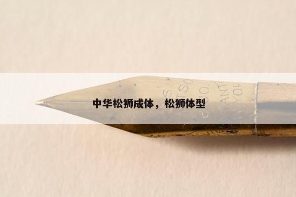 中华松狮成体，松狮体型
