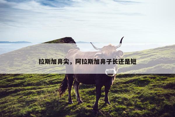 拉斯加鼻尖，阿拉斯加鼻子长还是短