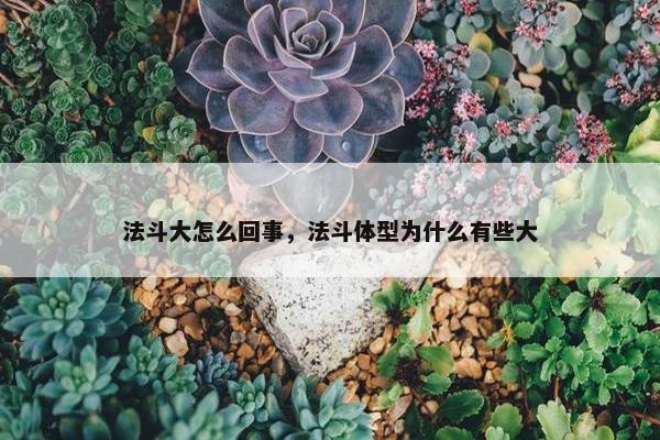法斗大怎么回事，法斗体型为什么有些大