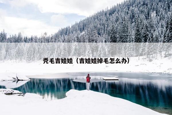 秃毛吉娃娃（吉娃娃掉毛怎么办）