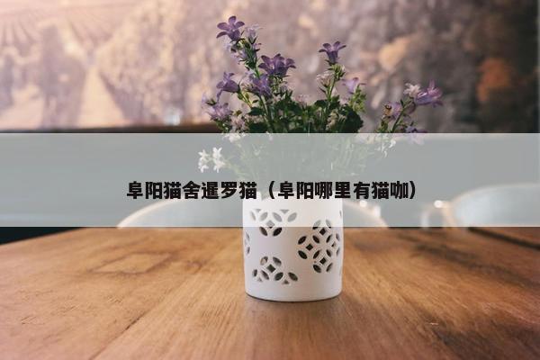 阜阳猫舍暹罗猫（阜阳哪里有猫咖）