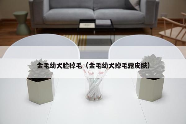 金毛幼犬脸掉毛（金毛幼犬掉毛露皮肤）