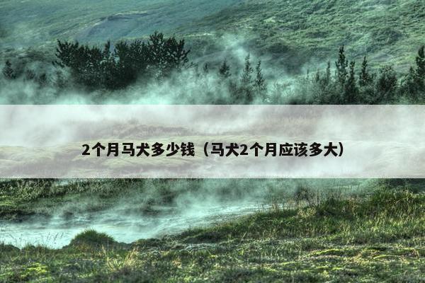2个月马犬多少钱（马犬2个月应该多大）