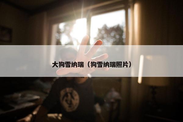 大狗雪纳瑞（狗雪纳瑞照片）