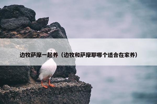 边牧萨摩一起养（边牧和萨摩耶哪个适合在家养）