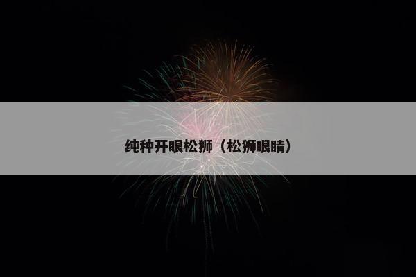 纯种开眼松狮（松狮眼睛）