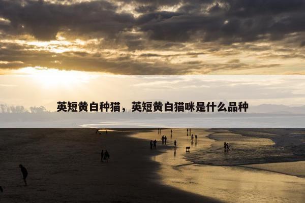英短黄白种猫，英短黄白猫咪是什么品种