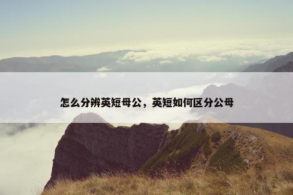 怎么分辨英短母公，英短如何区分公母