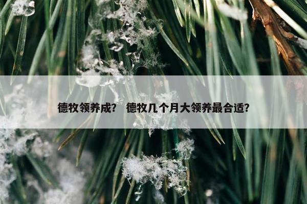 德牧领养成？ 德牧几个月大领养最合适？