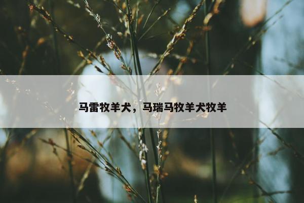 马雷牧羊犬，马瑞马牧羊犬牧羊