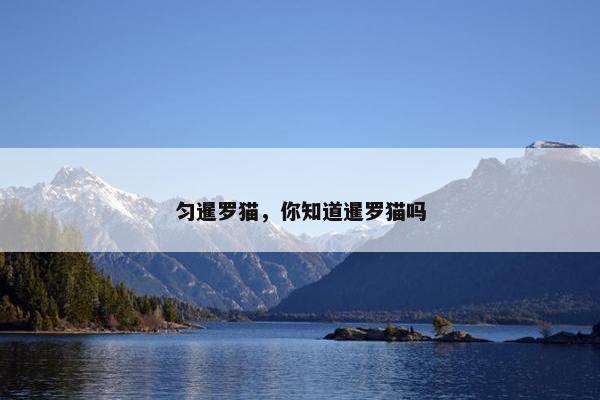 匀暹罗猫，你知道暹罗猫吗