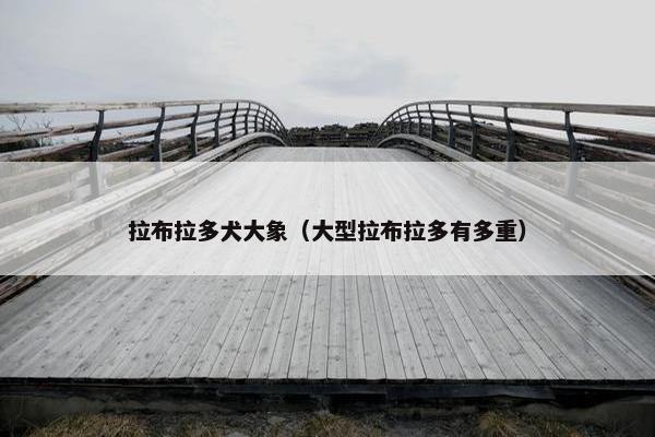 拉布拉多犬大象（大型拉布拉多有多重）