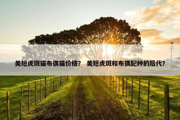 美短虎斑猫布偶猫价格？ 美短虎斑和布偶配种的后代？