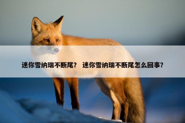 迷你雪纳瑞不断尾？ 迷你雪纳瑞不断尾怎么回事？