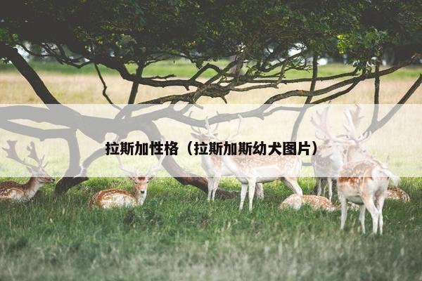 拉斯加性格（拉斯加斯幼犬图片）