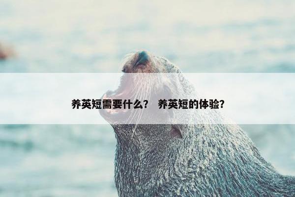 养英短需要什么？ 养英短的体验？