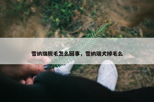 雪纳瑞脱毛怎么回事，雪纳瑞犬掉毛么