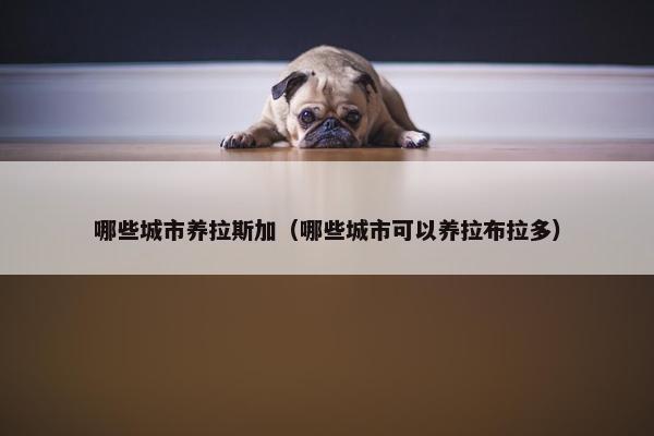 哪些城市养拉斯加（哪些城市可以养拉布拉多）