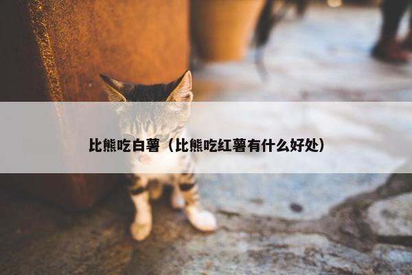 比熊吃白薯（比熊吃红薯有什么好处）