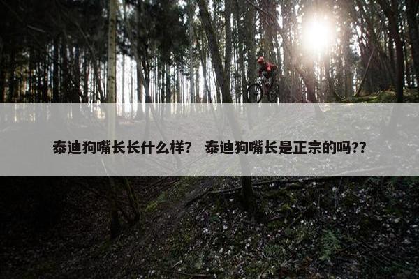 泰迪狗嘴长长什么样？ 泰迪狗嘴长是正宗的吗?？