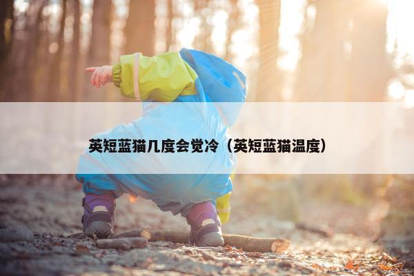 英短蓝猫几度会觉冷（英短蓝猫温度）