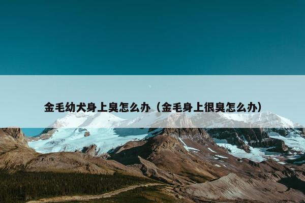 金毛幼犬身上臭怎么办（金毛身上很臭怎么办）