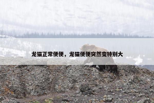 龙猫正常便便，龙猫便便突然变特别大