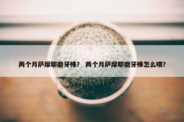 两个月萨摩耶磨牙棒？ 两个月萨摩耶磨牙棒怎么喂？
